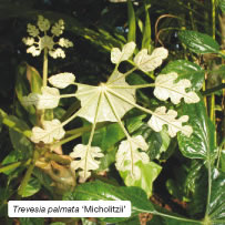 Trevesia palmata &lsquo;Micholitzii&rsquo;