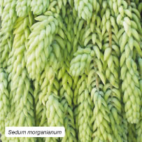 Sedum morganianum