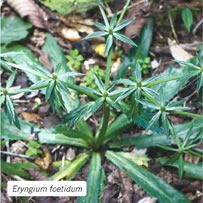 Eryngium foetidum