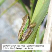 Eastern Dwarf Tree Frog / Eastern Sedgefrog (Litoria fallax). Image Luke Asmar.