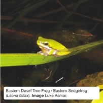 Eastern Dwarf Tree Frog / Eastern Sedgefrog (Litoria fallax). Image Luke Asmar.