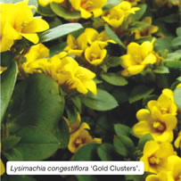 Lysimachia congestiflora &lsquo;Gold Clusters&rsquo;.