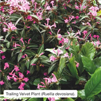 Trailing Velvet Plant (Ruellia devosiana).