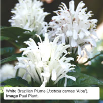 White Brazilian Plume (Justicia carnea &lsquo;Alba&rsquo;). Image Paul Plant.