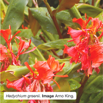 Hedychium greenii. Image Arno King.