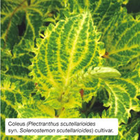 Coleus (Plectranthus scutellarioides syn. Solenostemon scutellarioides) cultivar.