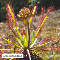 Drosera Sundews