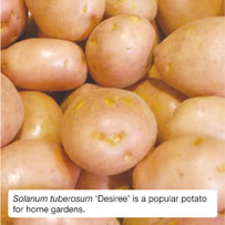 Solanum tuberosum &lsquo;Desiree&rsquo; is a popular potato for home gardens.