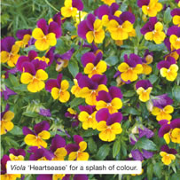 Viola &lsquo;Heartsease&rsquo; for a splash of colour.