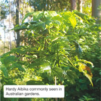 Hardy Aibika commonly seen in Australian gardens.