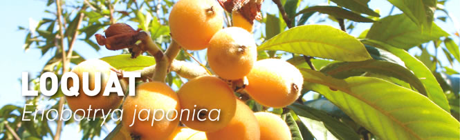 Loquat
