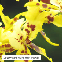 Degarmoara Flying High &lsquo;Hawaii&rsquo;