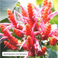Aphelandra sinclairiana