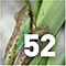 Gardening for Frogs