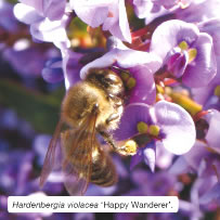 Hardenbergia violacea &lsquo;Happy Wanderer&rsquo;. 