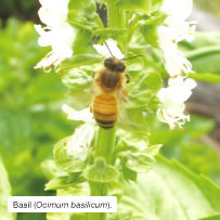 Basil (Ocimum basilicum). 