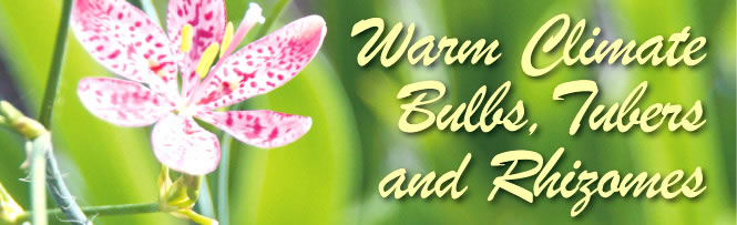 Warm Climate Bulbs,Tubers and Rhizomes