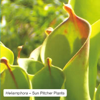 Heliamphora &ndash; Sun Pitcher Plants.
