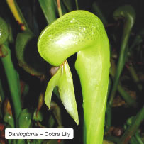 Darlingtonia &ndash; Cobra Lily.