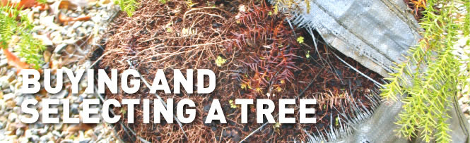 Buying and selecting a tree