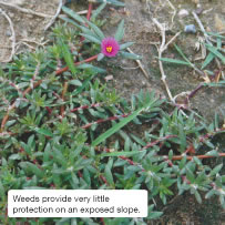 Weeds provide very little protection on an exposed slope.