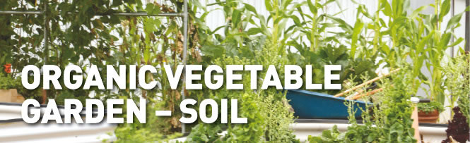 Organic Vegetable Garden – Soil Organic Vegetable Garden – Soil