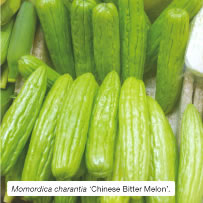Momordica charantia &lsquo;Chinese Bitter Melon&rsquo;. 