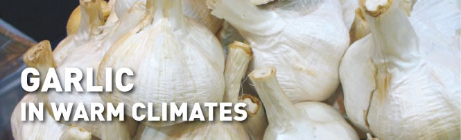 Garlic in warm climates Garlic in warm climates