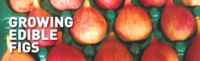 Growing Edible Figs Growing Edible Figs