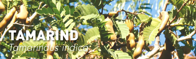 Tamarind Tamarind