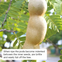 When ripe the pods become indented between the inner seeds, are brittle and easily fall off the tree. 