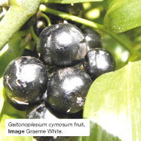 Geitonoplesium cymosum. Image Graeme White.