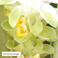 Curcuma longa