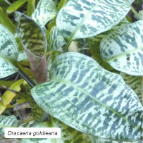 Dracaena goldieana