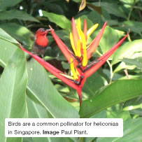 Birds are a common pollinator for heliconias in Singapore. Image Paul Plant.