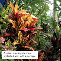 Codieaum variegatum in a protected spot with a canopy.