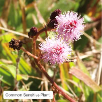 Common Sensitive Plant.