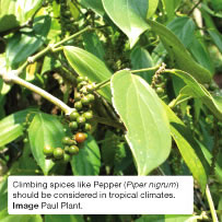Climbing spices like Pepper (Piper nigrum) should be considered in tropical climates. Image Paul Plant.