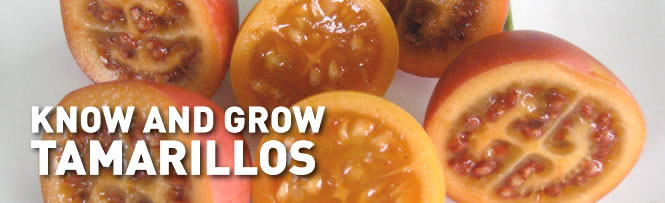 Know and grow Tamarillos