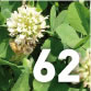 Turf &ndash; Leguminous Weeds