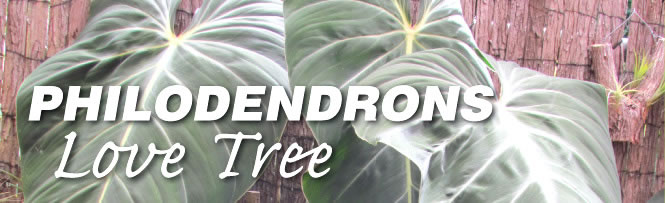Philodendrons - Love Tree