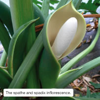 The spathe and spadix inflorescence.