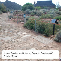 Karoo Gardens &ndash; National Botanic Gardens of South Africa.