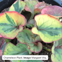 Chaemeleon Plant. Image Margaret Vita.