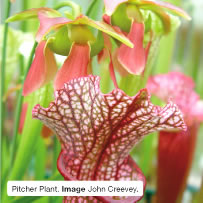 Pitcher Plant. Image Paul Plant.