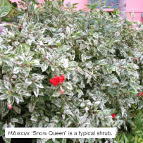 Hibiscus 'Snow Queen' is a typical shrub.