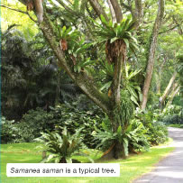 Samanea saman is a typical tree.