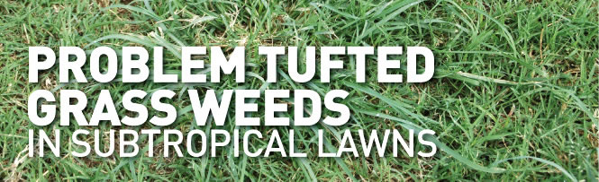Problem Tufted Grass Weeds
