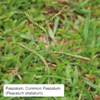 Paspalum, Common Paspalum (Paspalum dilatatum)