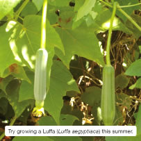 Try growing a Luffa (Luffa aegyptiaca) this summer.